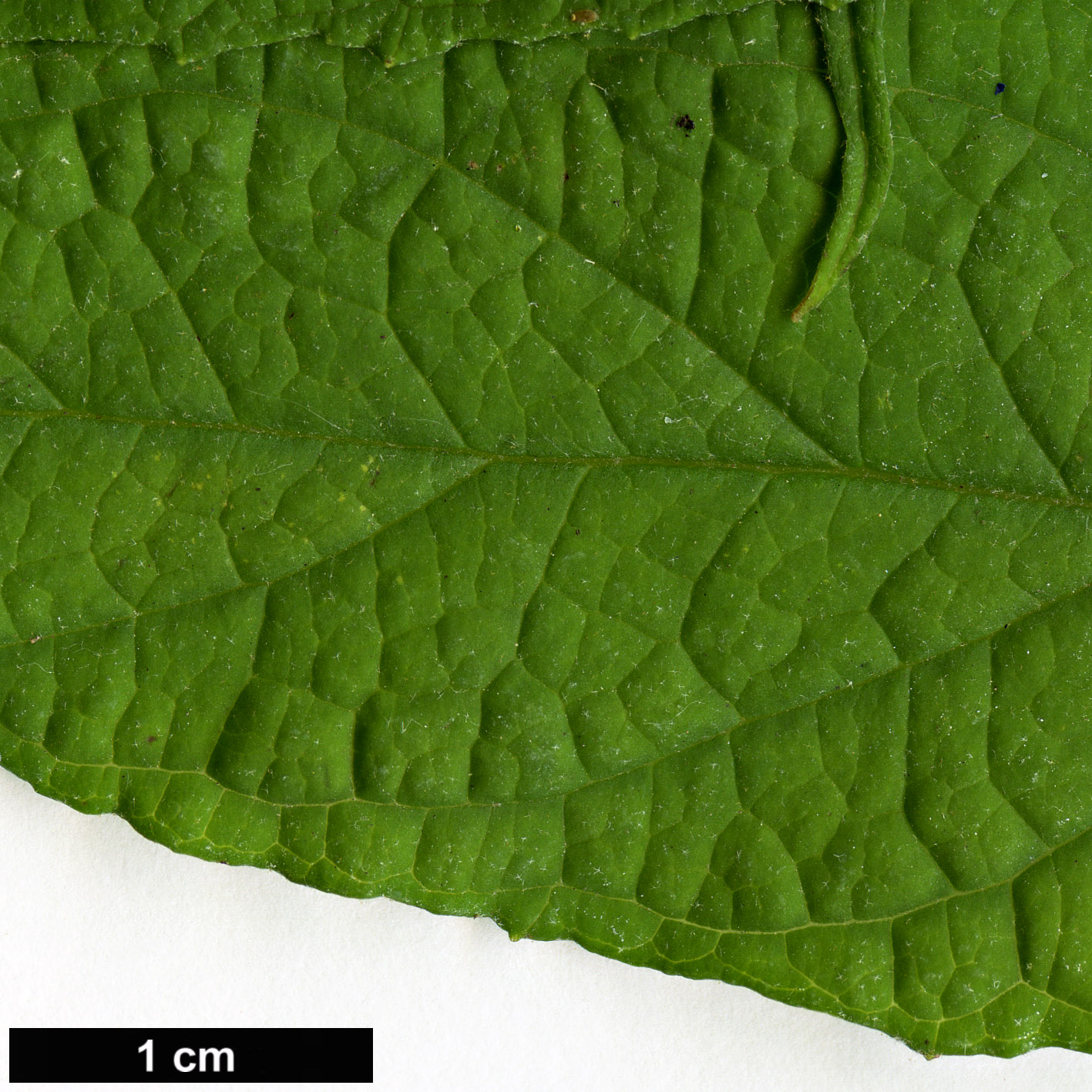 High resolution image: Family: Scrophulariaceae - Genus: Buddleja - Taxon: venenifera - SpeciesSub: f. calvescens